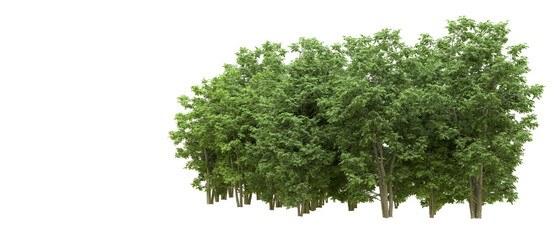 Fototapeta premium Green forest isolated on background. 3d rendering - illustration