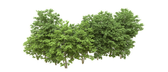 Green forest isolated on background. 3d rendering - illustration