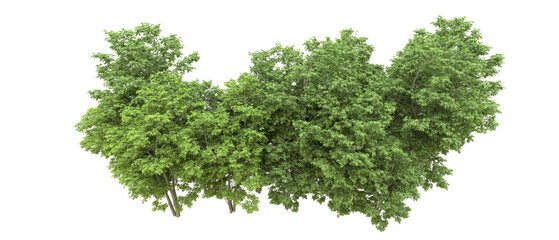 Green forest isolated on background. 3d rendering - illustration