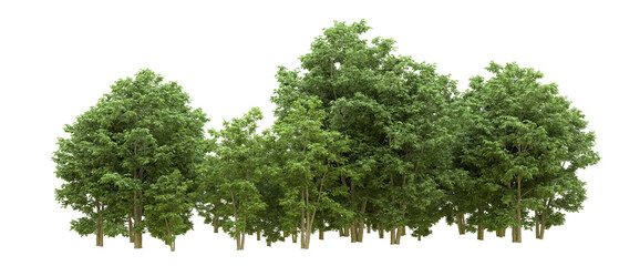 Fototapeta premium Green forest isolated on background. 3d rendering - illustration