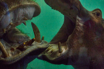Two hippos opened their mouths underwater