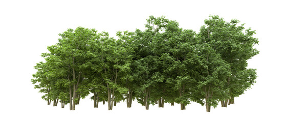 Obraz premium Green forest isolated on background. 3d rendering - illustration