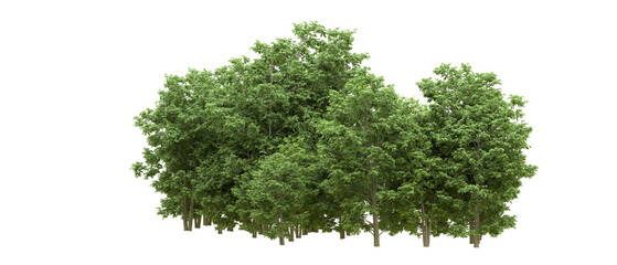 Green forest isolated on background. 3d rendering - illustration