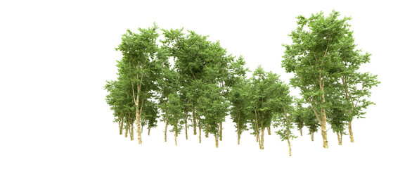 Green forest isolated on background. 3d rendering - illustration