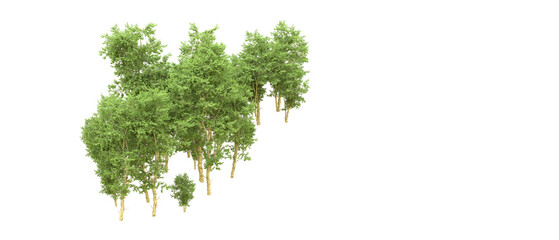 Green forest isolated on background. 3d rendering - illustration