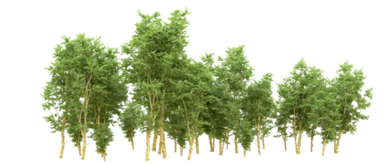 Papier Peint photo Blanche Green forest isolated on background. 3d rendering - illustration
