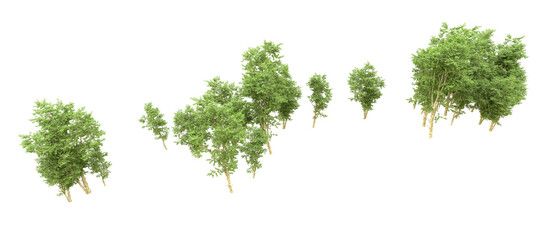 Green forest isolated on background. 3d rendering - illustration