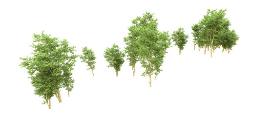 Green forest isolated on background. 3d rendering - illustration