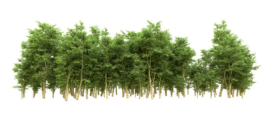 Fototapeta premium Green forest isolated on background. 3d rendering - illustration