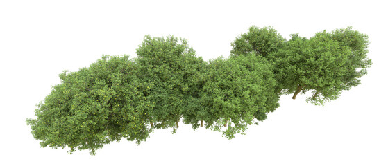 Green forest isolated on background. 3d rendering - illustration