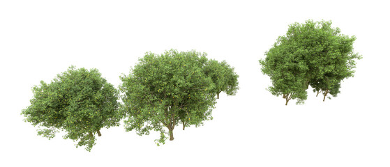 Green forest isolated on background. 3d rendering - illustration