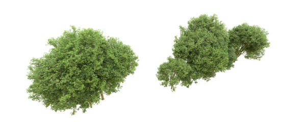 Green forest isolated on background. 3d rendering - illustration