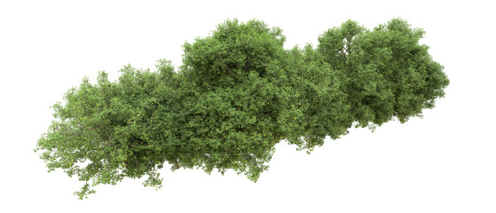 Obraz premium Green forest isolated on background. 3d rendering - illustration