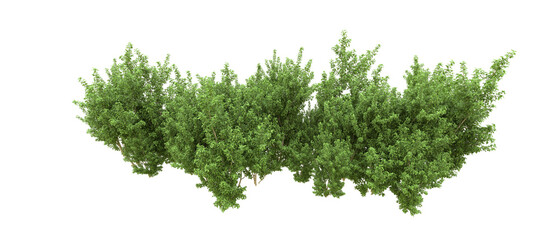 Green forest isolated on background. 3d rendering - illustration