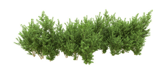 Green forest isolated on background. 3d rendering - illustration