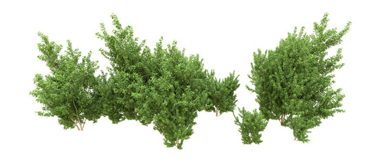 Green forest isolated on background. 3d rendering - illustration