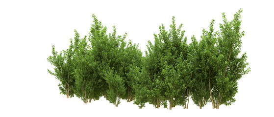 Green forest isolated on background. 3d rendering - illustration