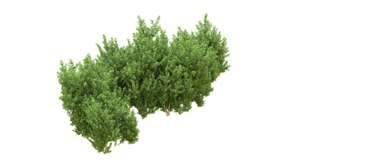 Fototapeta premium Green forest isolated on background. 3d rendering - illustration