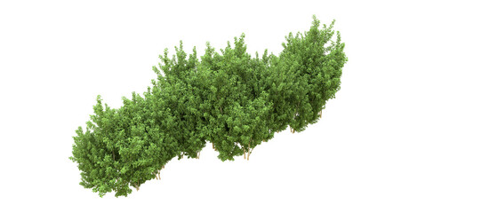 Fototapeta premium Green forest isolated on background. 3d rendering - illustration