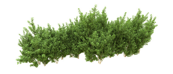 Green forest isolated on background. 3d rendering - illustration