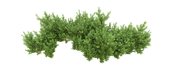 Green forest isolated on background. 3d rendering - illustration