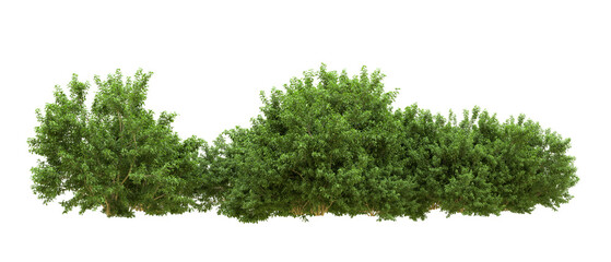 Fototapeta premium Green forest isolated on background. 3d rendering - illustration