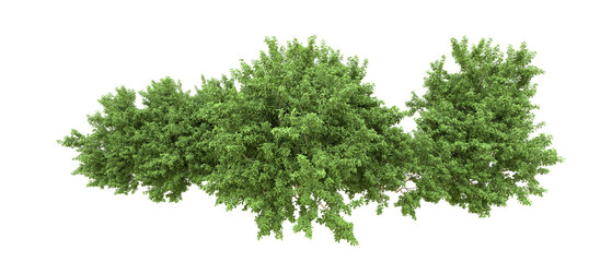 Green forest isolated on background. 3d rendering - illustration