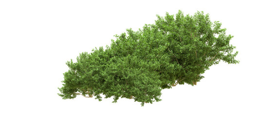 Green forest isolated on background. 3d rendering - illustration