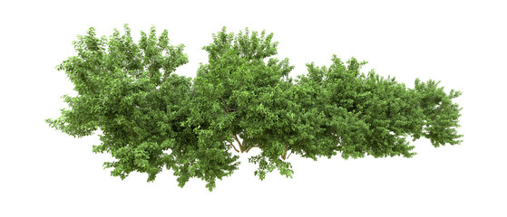 Green forest isolated on background. 3d rendering - illustration