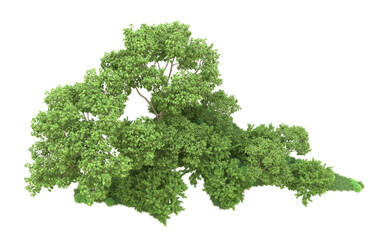 Fototapeta premium Green forest isolated on background. 3d rendering - illustration