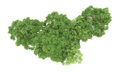 Fototapeta premium Green forest isolated on background. 3d rendering - illustration