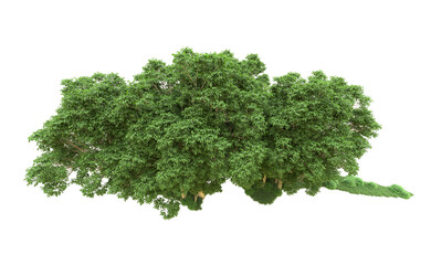 Fototapeta premium Green forest isolated on background. 3d rendering - illustration