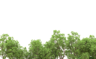 Green forest isolated on background. 3d rendering - illustration