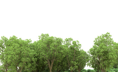 Green forest isolated on background. 3d rendering - illustration