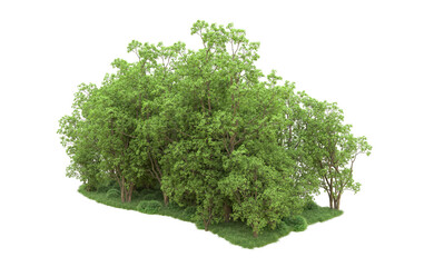 Obraz premium Green forest isolated on background. 3d rendering - illustration