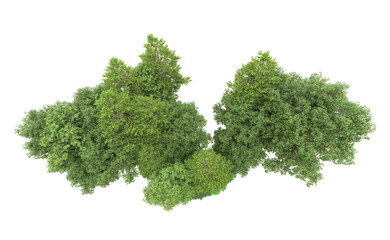 Green forest isolated on background. 3d rendering - illustration