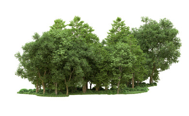 Green forest isolated on background. 3d rendering - illustration © Elscar Studios
