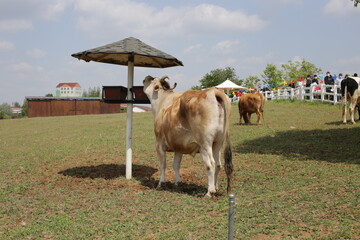 cow and calf