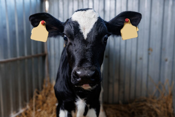 Closeup portrait of holstein calf on dairy farm with sunlight © Parilov