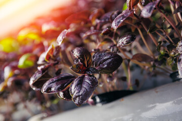 Fresh eco basil are growing in indoor vertical farm with led lights. Sustainable hydroponic...