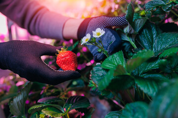 Worker harvesting fresh strawberries on vertical hydroponic farm in greenhouse plants, led violet...
