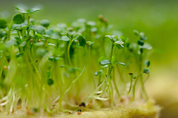Macro baby arugula sprouts are grown for vertical hydroponic farm in greenhouse plants, led violet lights