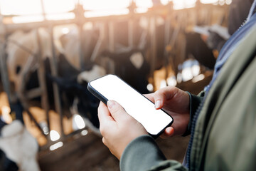 Farmer uses phone app to monitor health care of cows, farm livestock. Mockup with white screen,...