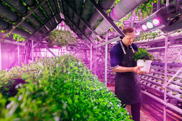 Male worker in apron holds box with fresh organic basil on background of vertical hydroponic...