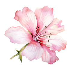 pink hibiscus flower watercolor isolate on transparent 