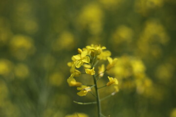 Rape blossom in korea