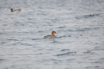 A female Red-breasted merganser floating on the sea surface at Misawa Fishing Port with light snow falling