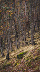 Beech forest duirng autumm on a cloudy day