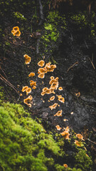 yellow moss on a branch of a tree