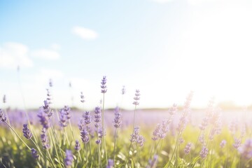 lavender field thriving under the hot summer sun
